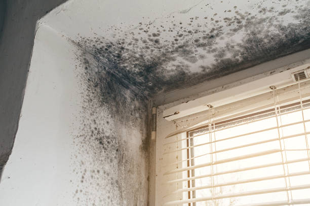 Affordable Attic Mold Removal solutions in Elizabethville, PA